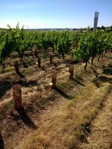 Loire research replacing vines