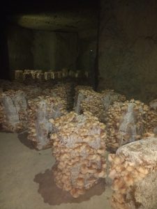 Mushrooms growing in the caves